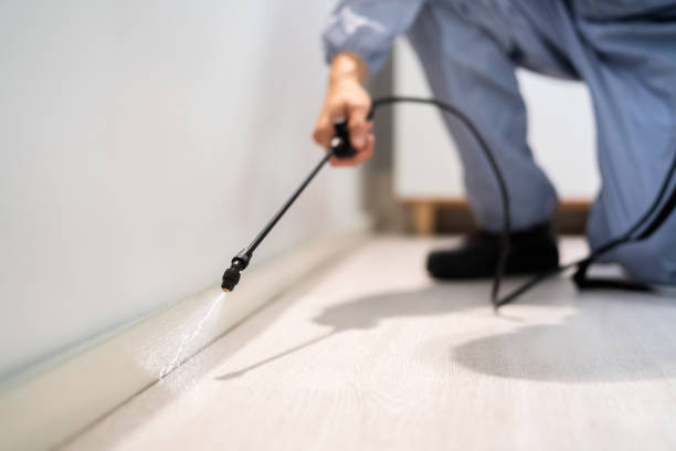 Rodent Entry Point Assessment in New London
