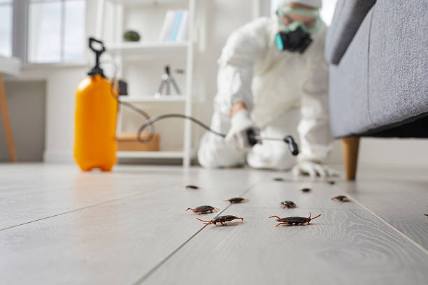 Commercial Rodent Management in New London